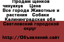 Продам щенков чихуахуа  › Цена ­ 10 000 - Все города Животные и растения » Собаки   . Калининградская обл.,Светловский городской округ 